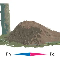 Mrowisko obok drzewa, z zaznaczonymi kierunkami geograficznymi Pn i Pd.