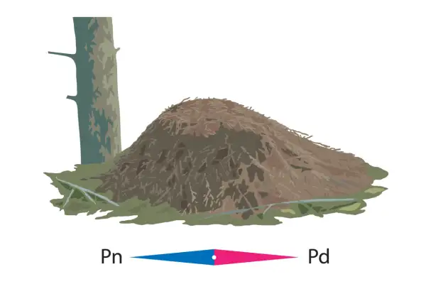 Mrowisko obok drzewa, z zaznaczonymi kierunkami geograficznymi Pn i Pd.